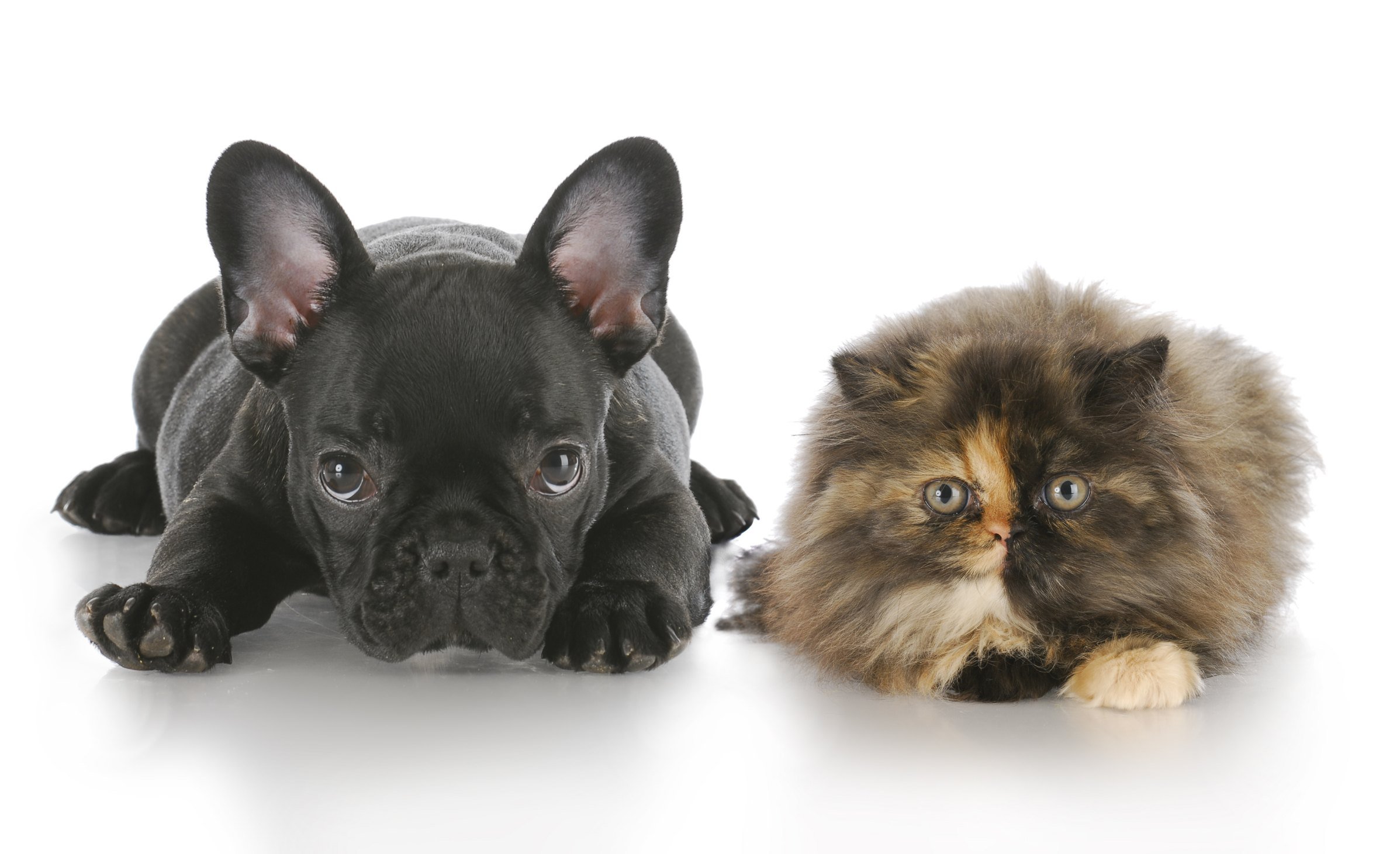persian kitten and french bulldog puppy laying down looking at viewer with reflection on white background